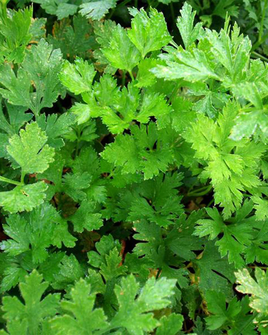 Gro-sæt: Egen krydderurt