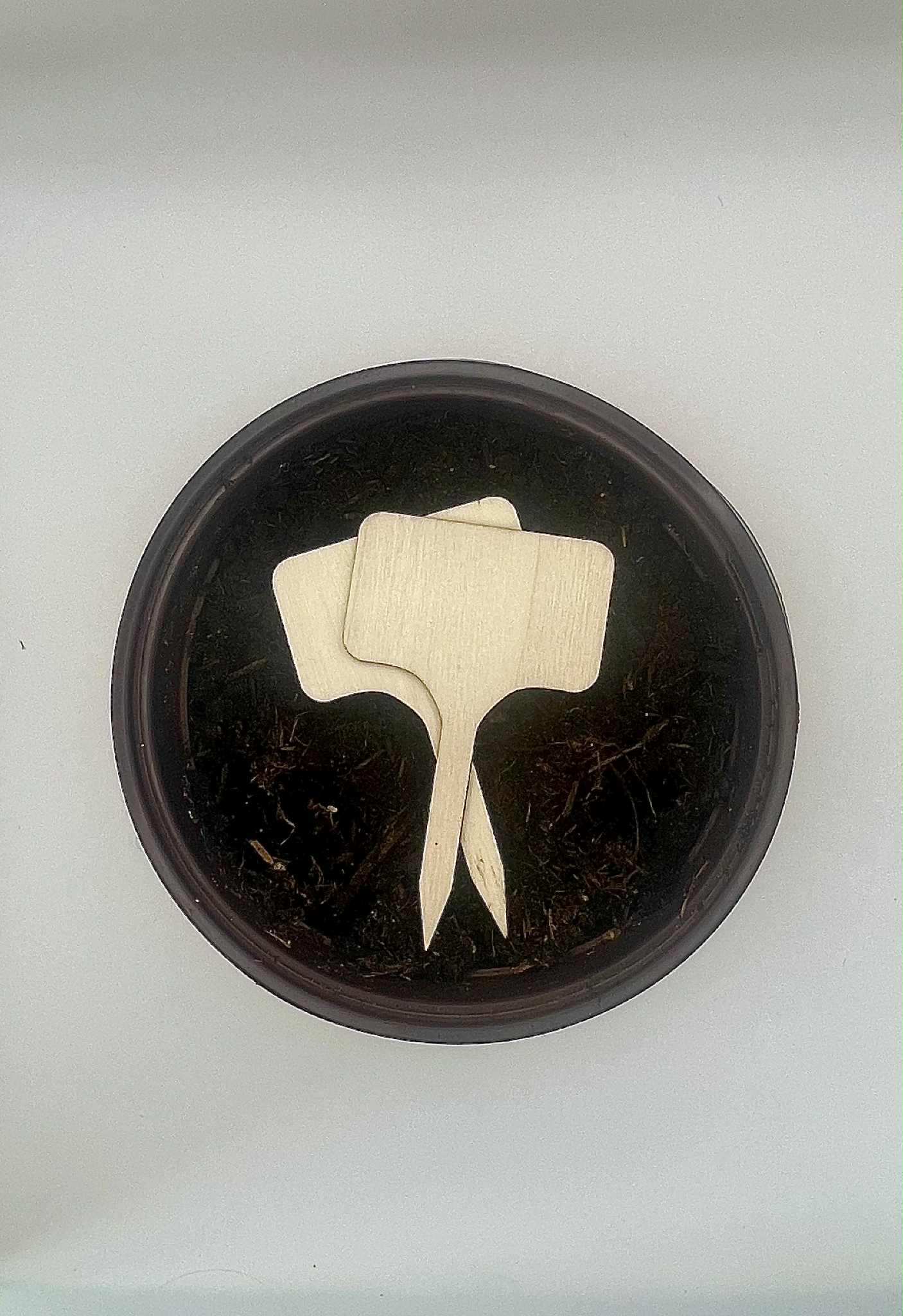 Gro-sæt: Egen krydderurt