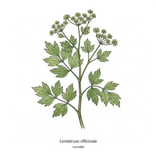 Plakat - Løvstikke (Levisticum officinale)
