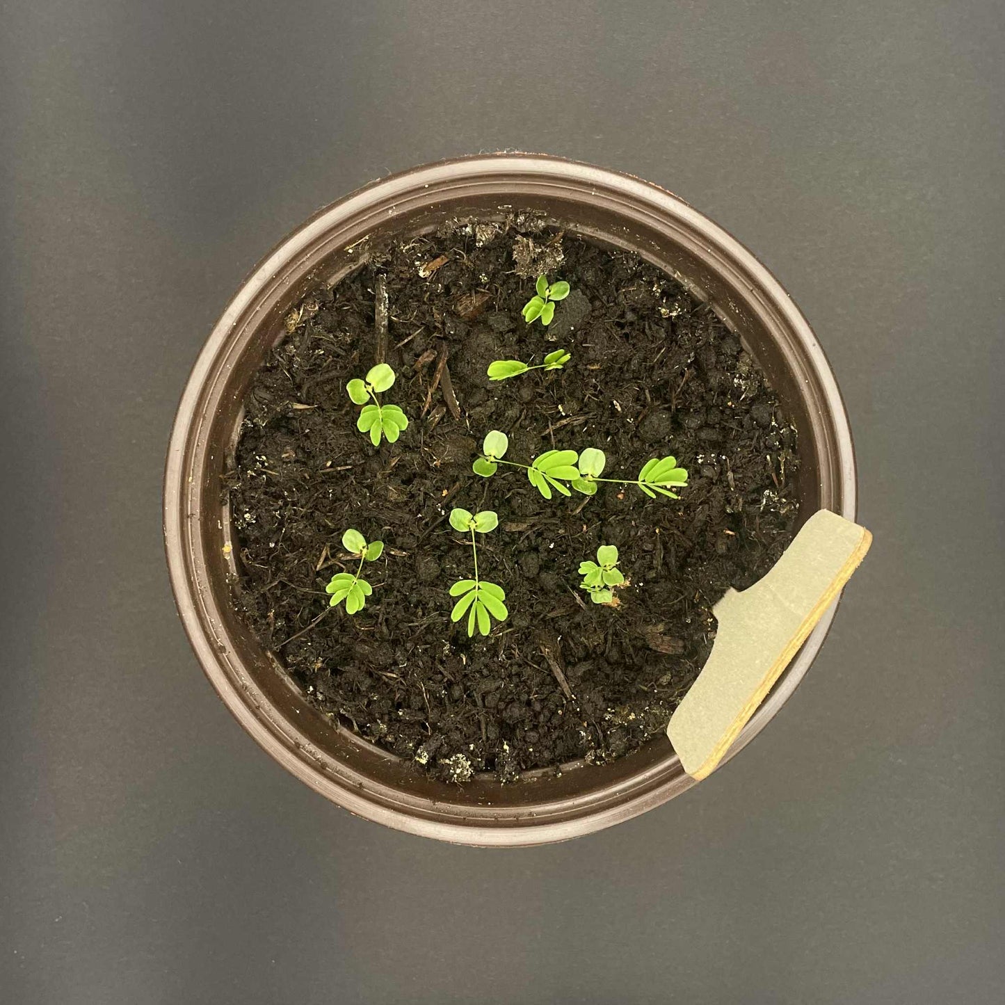 Gro-sæt: Rør mig ej